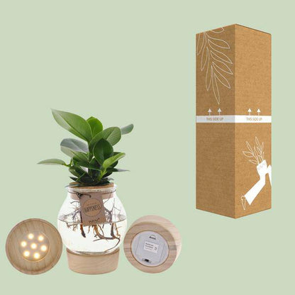 Clusia In Sphärischem Glas + Schnappkorken + LED - Ø12cm - ↕30cm 