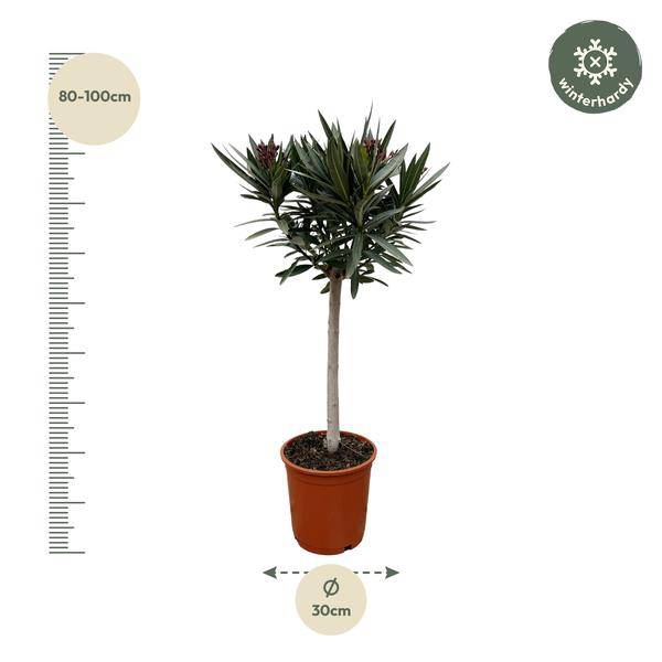 Rosenlorbeer – Nerium Oleander auf Stiel 90cm – Ø22cm – Immergrüne Kübelpflanze mit rosa Blüten – Mediterrane Zierpflanze für Garten, Terrasse & Balkon – Duftend & pflegeleicht 