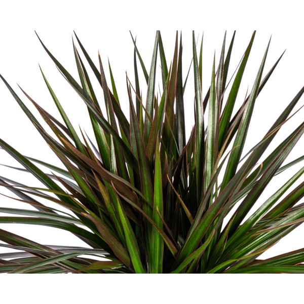 Dracaena Marginata Magenta – Drachenbaum – Zimmerpflanze – Ø17cm – ↕50-70cm – Pflegeleichte Grünpflanze mit roten Blatträndern – Luftreinigende Pflanze für Zuhause & Büro 