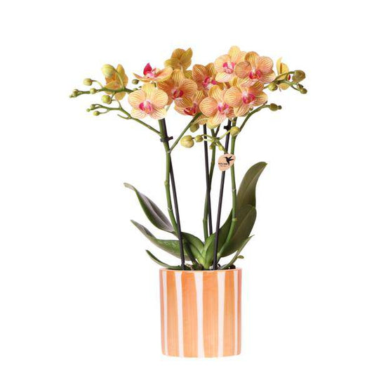 Phalaenopsis Orchidee Bozen Orange – Zimmerpflanze Ø9cm – inkl. Painted Stripe Topf Orange – Exotische Orchidee mit 2–3 Blütenstielen – Dekorative Blütenpflanze für Wohnzimmer & Büro 
