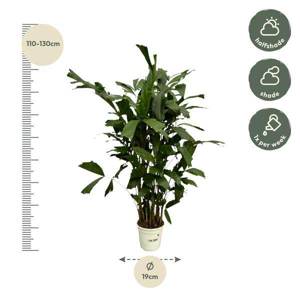 Fischschwanzpalme – Caryota Mitis – Tropische Zimmerpflanze ↕120cm – Ø19cm – Exotische Palme mit gefiederten Blättern – Elegante Grünpflanze für Wohnzimmer, Büro & Bad 