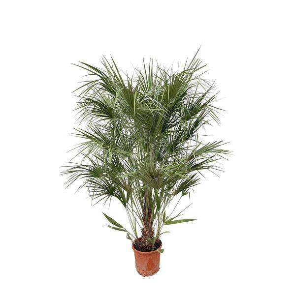 Grüne Zwergpalme – Chamaerops Humilis 170cm – Ø30cm – Mediterrane Kübelpflanze mit fächerförmigen Blättern – Robuste Palme für Garten, Terrasse, Wintergarten & Balkon – Pflegeleicht 