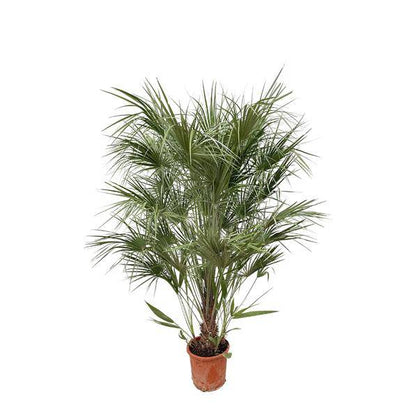 Grüne Zwergpalme – Chamaerops Humilis 170cm – Ø30cm – Mediterrane Kübelpflanze mit fächerförmigen Blättern – Robuste Palme für Garten, Terrasse, Wintergarten & Balkon – Pflegeleicht 