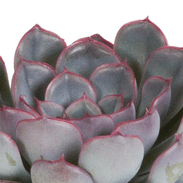 Steinrose - Echeveria Mix - 8,5cm - Zimmerpflanze - Sukkulente - 3 Stück 