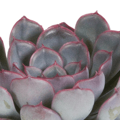 Steinrose - Echeveria Mix - 8,5cm - Zimmerpflanze - Sukkulente - 3 Stück 