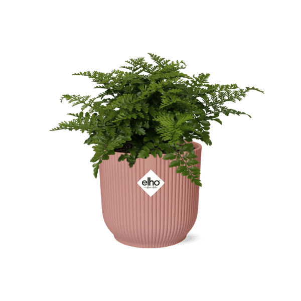 Nestfarn Asplenium Parvati – Zimmerpflanze inkl. Ziertopf Vibes Fold Rosa Ø14cm – Tropischer Farn mit dekorativen Wedeln – Pflegeleicht & luftreinigend – Für Wohnzimmer & Büro 