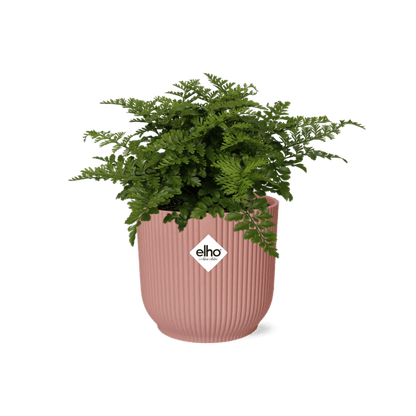 Nestfarn Asplenium Parvati – Zimmerpflanze inkl. Ziertopf Vibes Fold Rosa Ø14cm – Tropischer Farn mit dekorativen Wedeln – Pflegeleicht & luftreinigend – Für Wohnzimmer & Büro 