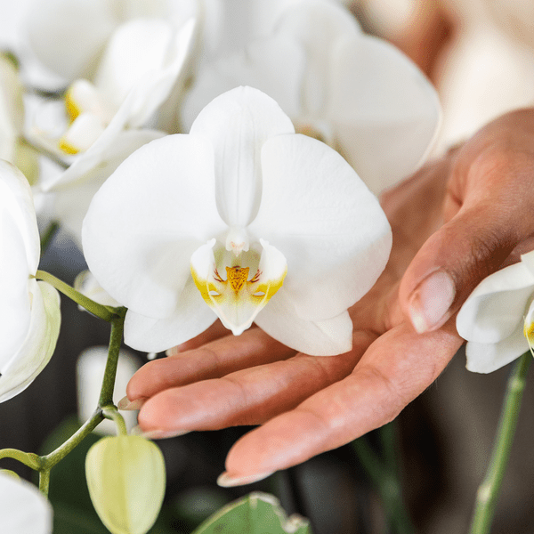 Phalaenopsis Orchideen Weiß – 2 Orchideen – Zimmerpflanzen mit langanhaltender Blüte – Ø12cm Töpfe – Frisch vom Bauern – Elegante Wohnraum-Deko 