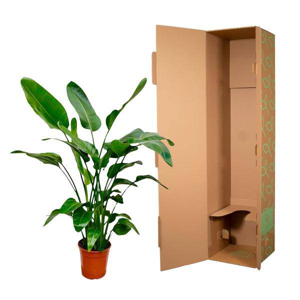Baum-Strelitzie – Strelitzia Nicolai – Zimmerpflanze – 150cm – Ø24cm – tropische Bananenpflanze mit großen grünen Blättern für Wohnzimmer, Büro und Wintergarten 