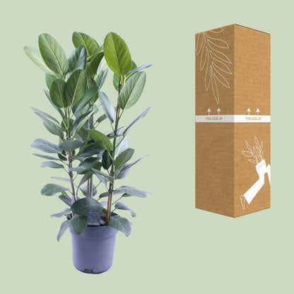 Banyanbaum - Ficus Audrey - Zimmerpflanze - Ø27cm - ↕105cm - 3 Stück 