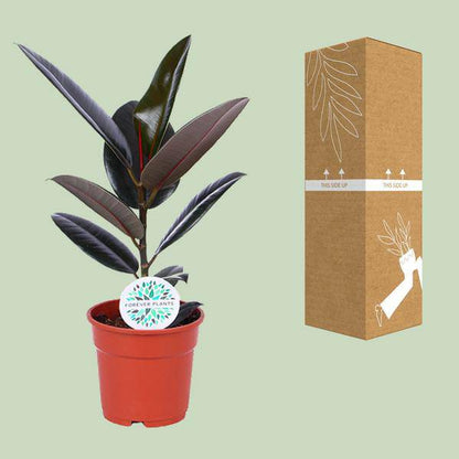 Gummibaum - Ficus Elastica Abidjan - Zimmerpflanze - Ø17cm - ↕55cm 