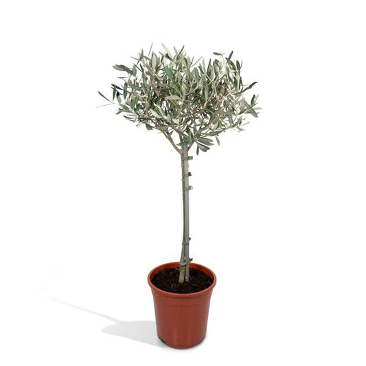 Olivenbaum - Olea - Zimmerpflanze - Ø19cm - ↕90cm 
