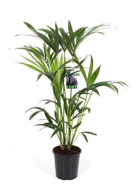 Kentiapalme - Howea Forsteriana - Zimmerpflanze - Ø19cm - ↕80cm 