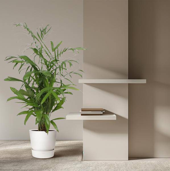 Bambuspalme – Chamaedorea Seifrizii – Zimmerpflanze – 140cm – Ø27cm – pflegeleichte tropische Palme für Wohnzimmer, Büro und Wintergarten 