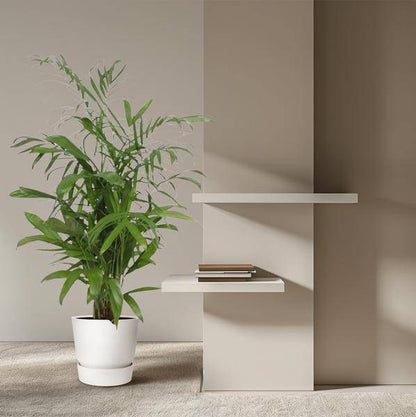 Bambuspalme – Chamaedorea Seifrizii – Zimmerpflanze – 140cm – Ø27cm – pflegeleichte tropische Palme für Wohnzimmer, Büro und Wintergarten 