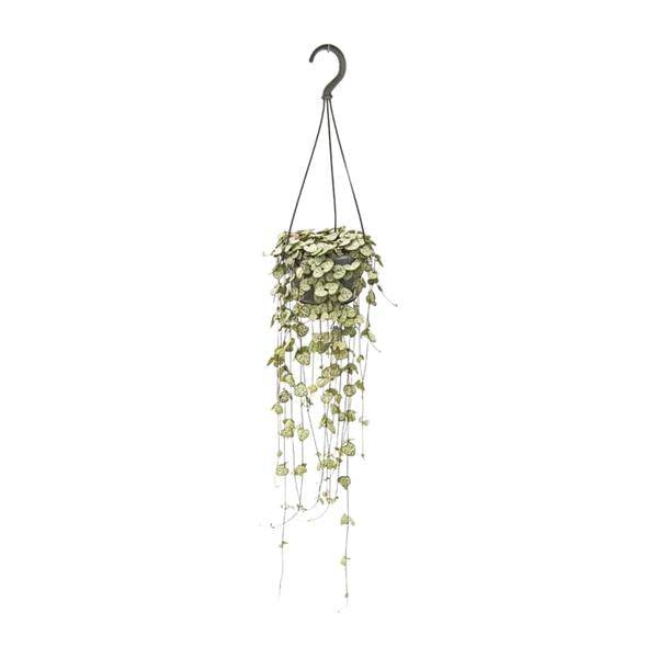 Leuchterblume - Ceropegia Woodii - Zimmerpflanze - Ø14cm - ↕50cm 