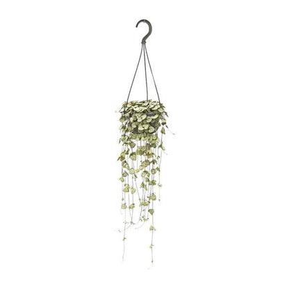Leuchterblume - Ceropegia Woodii - Zimmerpflanze - Ø14cm - ↕50cm 