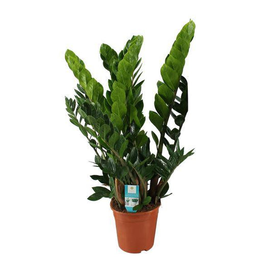 Glücksfeder – Zamioculcas Zamiifolia – Zimmerpflanze – Ø 21 cm Topf – Höhe ca. 80 cm – Pflegeleichte, robuste Grünpflanze 