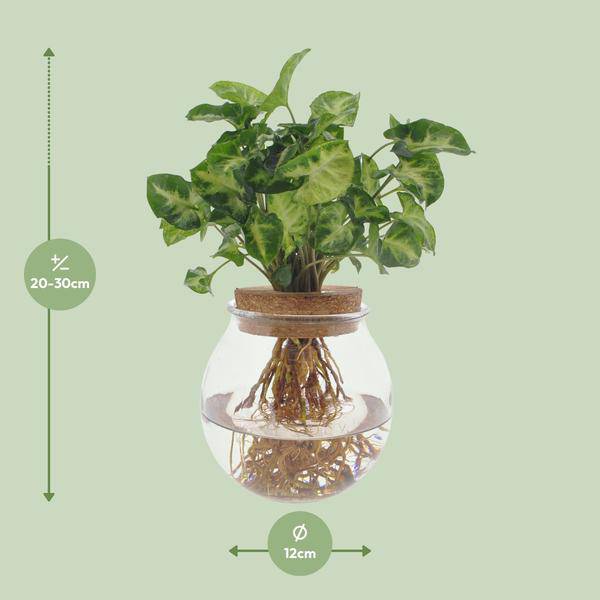 Purpurtute Syngonium Pixie – Hydroponische Zimmerpflanze – Ø12cm – 30cm Höhe – dekoratives grünes Laub – Pflegeleicht 