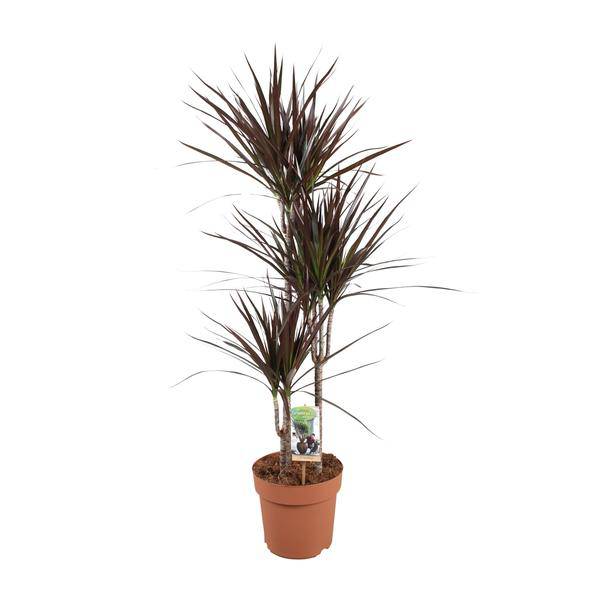 Drachenbaum - Dracaena Magenta - Zimmerpflanze - Ø21cm - ↕120cm 
