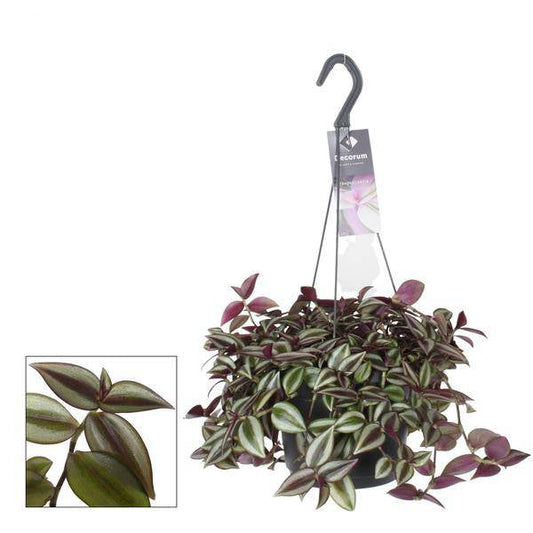 Zebrakraut Tradescantia Zebrina Purpusii – Zimmerpflanze – Ø17cm – ↕30cm – Farbintensive Hängepflanze mit gestreiften Blättern – Pflegeleicht & dekorativ 