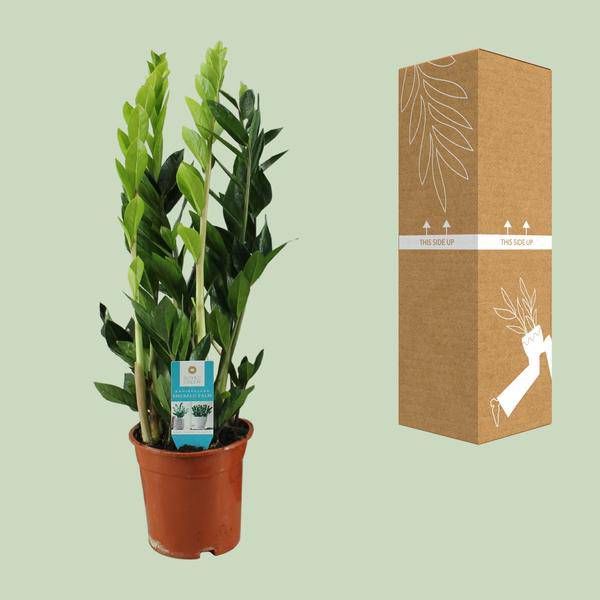 Glücksfeder - Zamioculcas Zamiifolia - Zimmerpflanze - Ø17cm - ↕65cm 