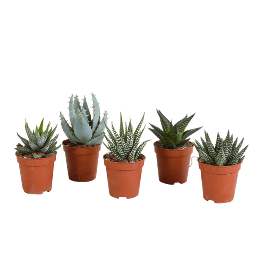 Sukkulente - Gasteria/Haworthia - Mix 5,5cm - Zimmerpflanze - 5 Stück 