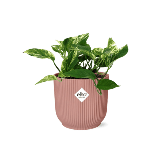 Efeutute Scindapsus Epipremnum Marble Queen – Zimmerpflanze inkl. Ziertopf Vibes Fold Rosa Ø14cm – Herzförmige, marmorierte Blätter – Luftreinigend & pflegeleicht – Für Wohnzimmer & Büro 