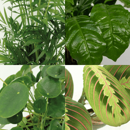 Tierfreundliche Pflanzenset - Ø12cm - ↕20-40cm - 4 Pflanzen 