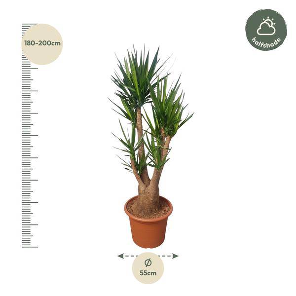 Riesen-Palmlilie – Yucca Elephantipes verzweigt – Zimmerpflanze 190cm – Ø55cm – Tropische Grünpflanze für Wohnzimmer, Büro & Wintergarten – Pflegeleicht & robust 