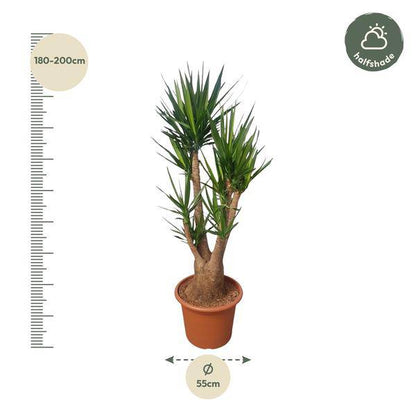 Riesen-Palmlilie – Yucca Elephantipes verzweigt – Zimmerpflanze 190cm – Ø55cm – Tropische Grünpflanze für Wohnzimmer, Büro & Wintergarten – Pflegeleicht & robust 