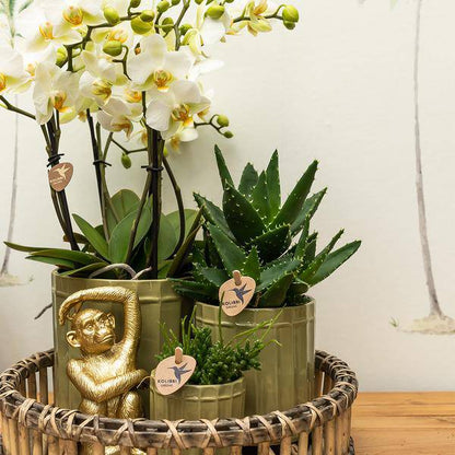 Ornament Dekoskulptur Sitzender Affe – Gold – Handgefertigte Polystone-Figur – 13cm – Verspieltes Dekoaccessoire für Zuhause und Pflanzensets 