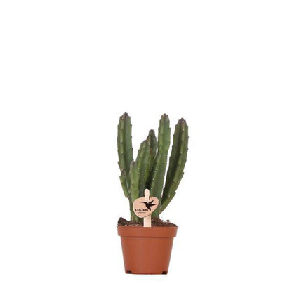Aasblume - Stapelia - Topfgröße Ø9cm - Zimmerpflanze - Ø6cm 