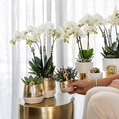 Phalaenopsis Orchidee Amabilis Weiß – 35cm Höhe – Ø9cm – Mit dekorativem Elite Topf Gold – Edle Zimmerpflanze mit 2–3 Blütenstielen – Pflegeleicht & dekorativ 