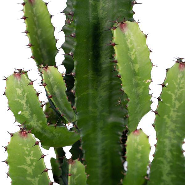 Kaktus-Wolfsmilch – Euphorbia Acrurensis (Cowboy-Kaktus) – Zimmerpflanze – Ø24cm ↕60–80cm – Sukkulente – Pflegeleicht – Exotisches Wüstendesign 