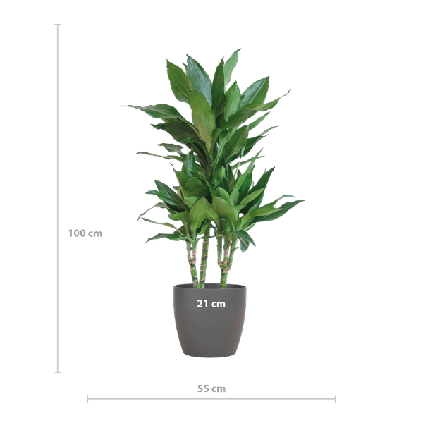 Dracaena Janet Lind 95cm – Drachenbaum Zimmerpflanze Ø21cm – pflegeleichte grüne Pflanze mit Viber Topf Grau – luftreinigende Pflanze für Wohnzimmer & Büro 