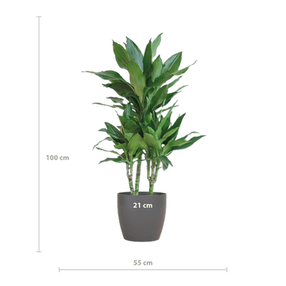 Dracaena Janet Lind 95cm – Drachenbaum Zimmerpflanze Ø21cm – pflegeleichte grüne Pflanze mit Viber Topf Grau – luftreinigende Pflanze für Wohnzimmer & Büro 