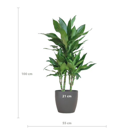 Dracaena Janet Lind 95cm – Drachenbaum Zimmerpflanze Ø21cm – pflegeleichte grüne Pflanze mit Viber Topf Grau – luftreinigende Pflanze für Wohnzimmer & Büro 