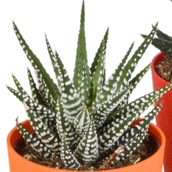 Sukkulente - Gasteria/Haworthia - Mix - 5,5cm - 5 Stück - im Topf 