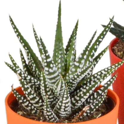Sukkulente - Gasteria/Haworthia - Mix - 5,5cm - 5 Stück - im Topf 