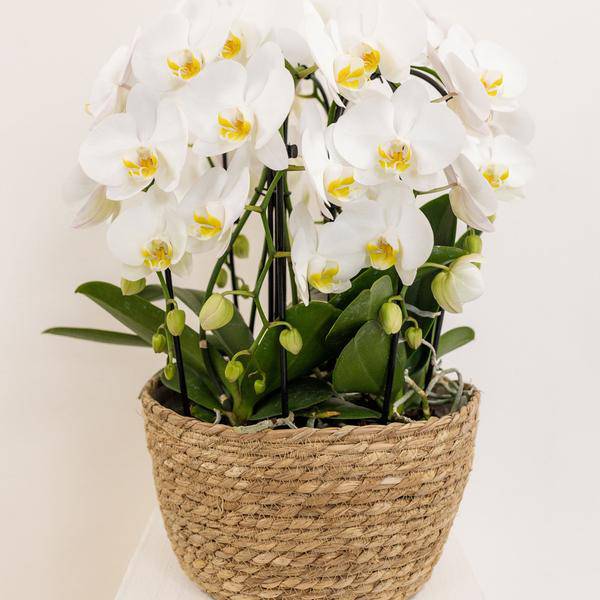 Einlage mit Wasserreservoir für Orchideenschale – Bewässerungssystem für Kolibri-Orchideen – 1x12cm + 2x9cm Töpfe – inkl. WaterWicks – Ø25cm – Ideal für Schilf- und Baumwollkörbe 