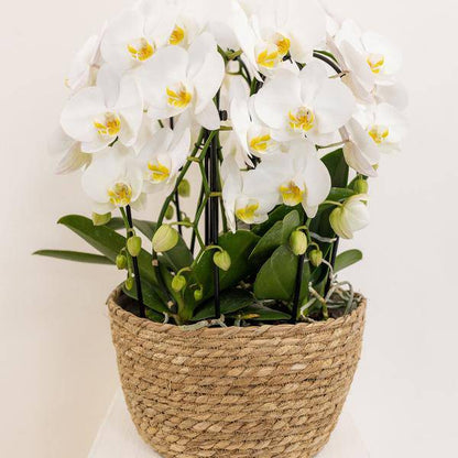 Einlage mit Wasserreservoir für Orchideenschale – Bewässerungssystem für Kolibri-Orchideen – 1x12cm + 2x9cm Töpfe – inkl. WaterWicks – Ø25cm – Ideal für Schilf- und Baumwollkörbe 