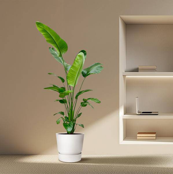 Baum-Strelitzie – Strelitzia Nicolai – Zimmerpflanze 190cm – Ø27cm – Weißer Paradiesvogel mit großen grünen Blättern – Exotische Kübelpflanze für Innen & geschützte Außenbereiche 