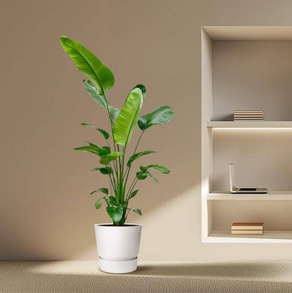 Baum-Strelitzie – Strelitzia Nicolai – Zimmerpflanze 190cm – Ø27cm – Weißer Paradiesvogel mit großen grünen Blättern – Exotische Kübelpflanze für Innen & geschützte Außenbereiche 