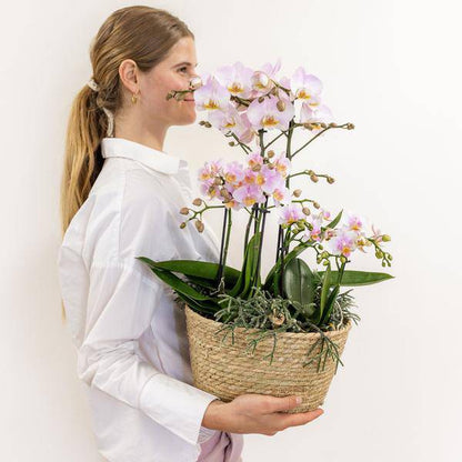 Einlage mit Wasserreservoir für Orchideenschale – Bewässerungssystem für Orchideen – Feldstrauß 1x12cm + 2x9cm + 3x WaterWicks – Selbstbewässerung für Kolibri Orchideen – Ø25cm 