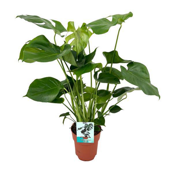 Monstera Deliciosa – Köstliches Fensterblatt – Zimmerpflanze – Ø19cm x ↕60cm – Tropische Zimmerpflanze mit fenestrierten Blättern – Luftreinigend & pflegeleicht 
