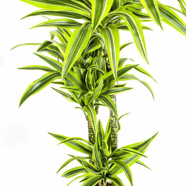 Dracaena Deremensis Lemon Lime – Drachenbaum – Ø24cm – ↕130-150cm – Exotische Zimmerpflanze mit grün-gelben Blättern – Pflegeleicht & luftreinigend 
