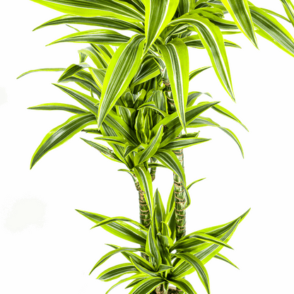 Dracaena Deremensis Lemon Lime – Drachenbaum – Ø24cm – ↕130-150cm – Exotische Zimmerpflanze mit grün-gelben Blättern – Pflegeleicht & luftreinigend 