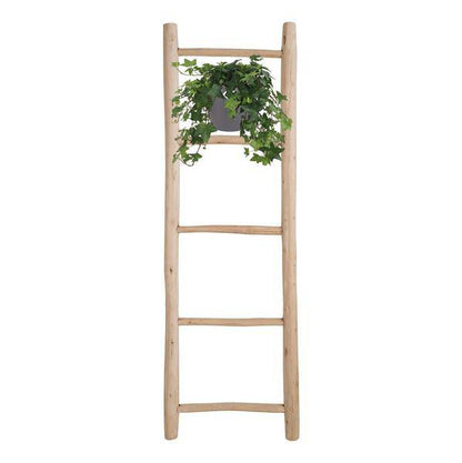 Hedera Helix Grün – Gemeiner Efeu – Zimmerpflanze im Hängetopf – Ø17cm – immergrüne Hänge- und Kletterpflanze für Innen- & Außenbereich 