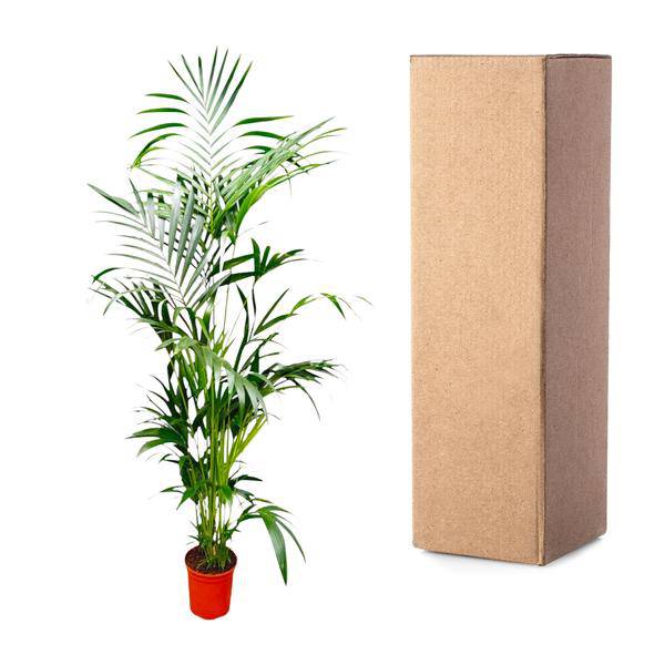 Kentia-Palme – Howea forsteriana – Zimmerpflanze – 200cm – Ø24cm – Elegante Grünpflanze für Wohnzimmer, Büro & Wintergarten – Tropische Kübelpflanze 